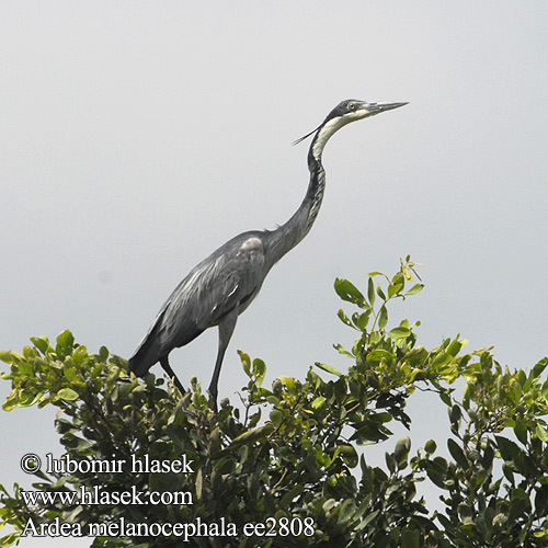 Ardea melanocephala ee2808