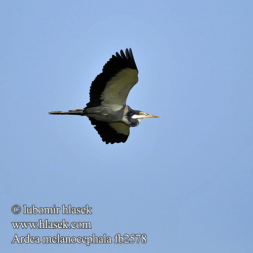 Ardea melanocephala fb2578