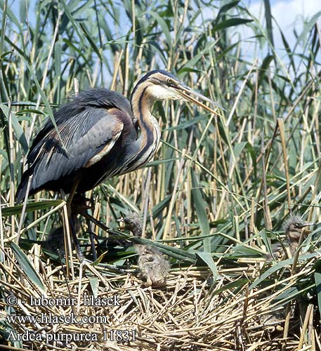 Ardea purpurea Purple Heron Purpurreiher Héron pourpré