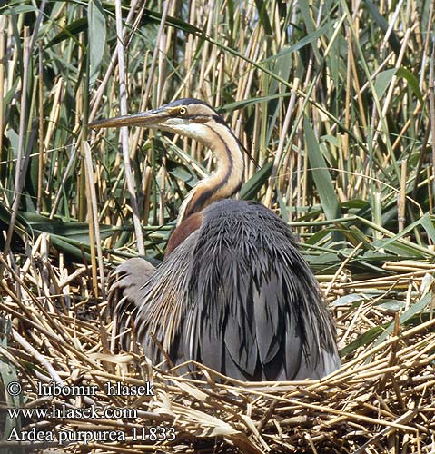 Garza Imperial Volavka červená Purpurhejre Purperreiger