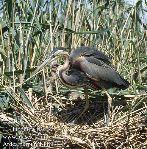 Ardea purpurea 11834