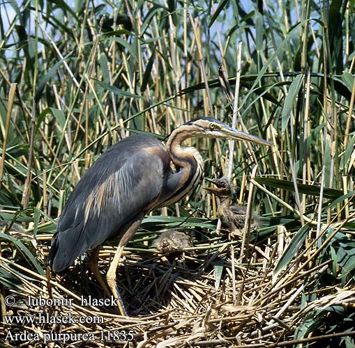 Ardea purpurea 11835