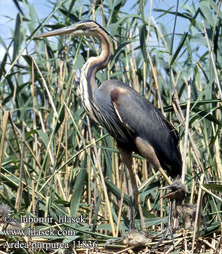 Ardea purpurea 11836