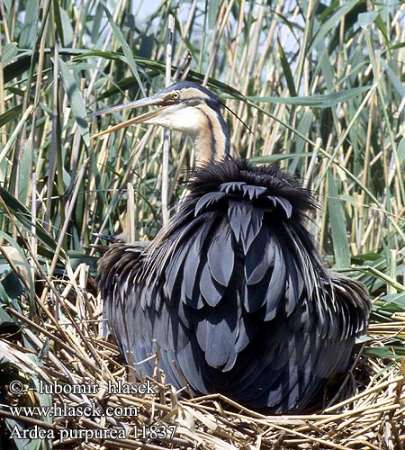 Ardea purpurea 11837