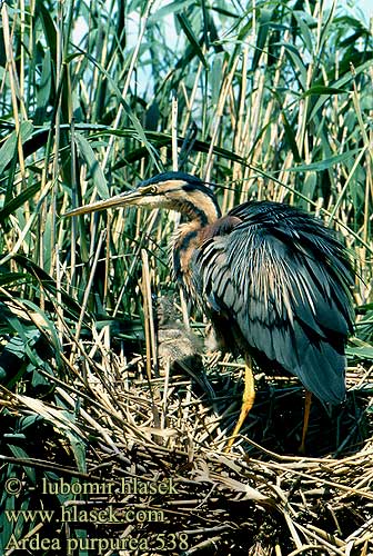 Ardea purpurea 538