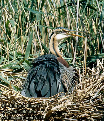 Ardea purpurea 6193