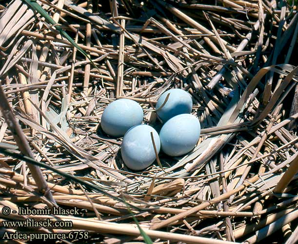 Purple Heron Purpurreiher Héron pourpré Garza Imperial