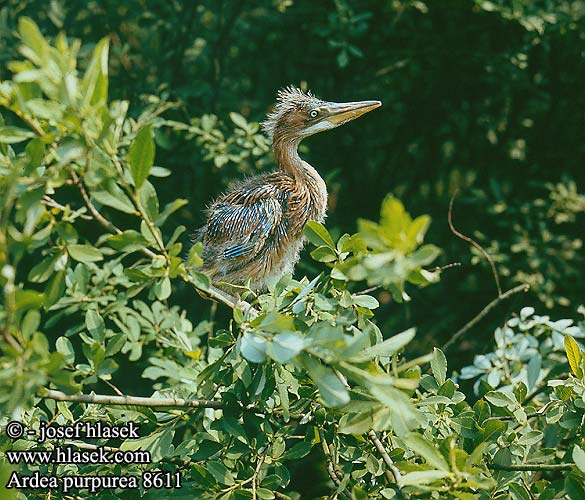 Purple Heron Purpurreiher Héron pourpré