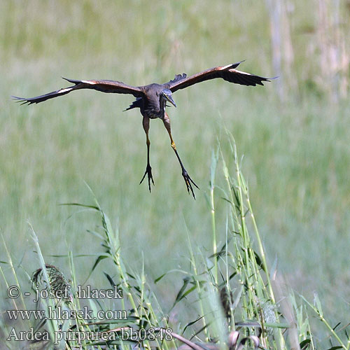 Ardea purpurea bb0848