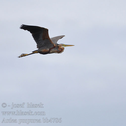 Purpurhejre Purperreiger Ruskohaikara Purpurhegre