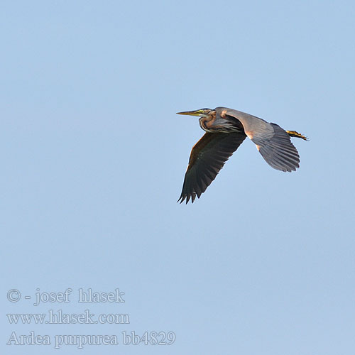 Purperreiger Ruskohaikara Purpurhegre Purpurhäger