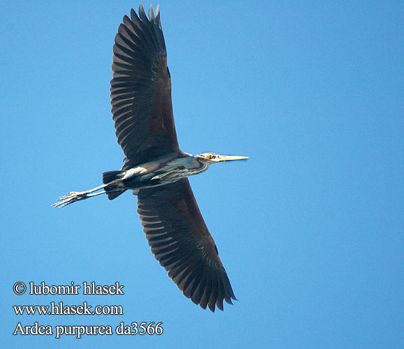 Ardea purpurea da3566