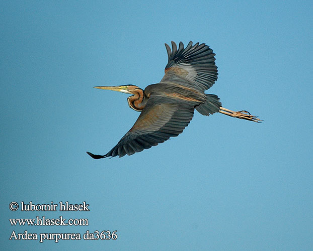 Ardea purpurea da3636