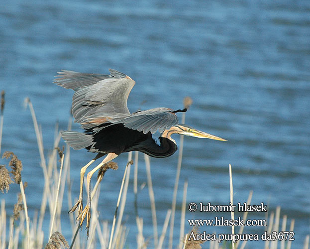 Ardea purpurea da3672