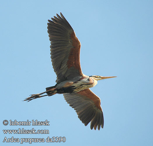 Ardea purpurea da3690