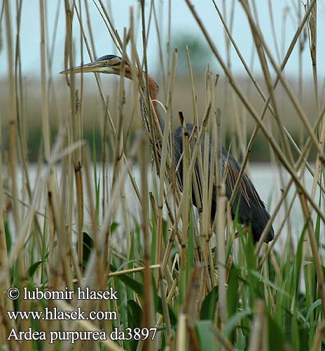 Ardea purpurea da3897