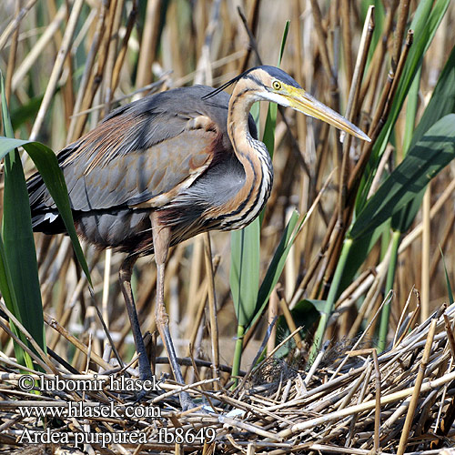 Ardea purpurea fb8649