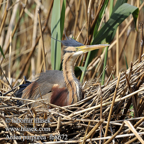 Ardea purpurea fb8672