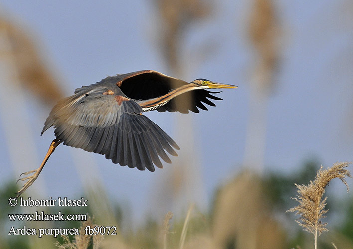 Ardea purpurea fb9072