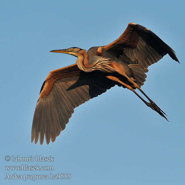 Ardea purpurea ha9555