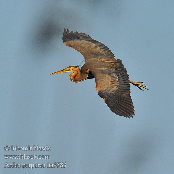 Ardea purpurea ha9583