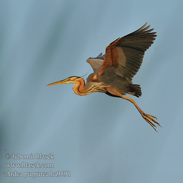 Ardea purpurea ha9591