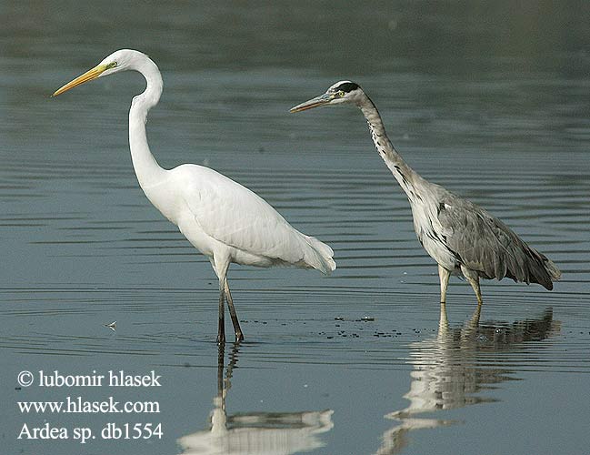 Ardea cinerea Grey Heron Graureiher