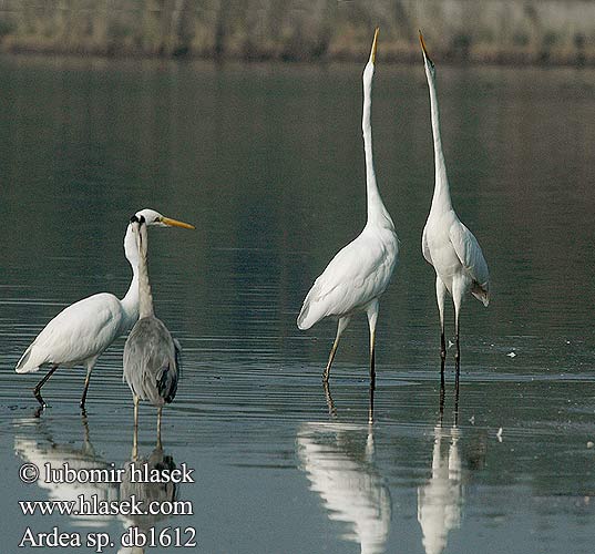 Ardea alba Egretta Great White Egret Silberreiher