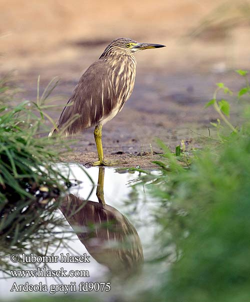 Crabier Gray Indische Ralreiger Sgarza indiana Paddyreiher