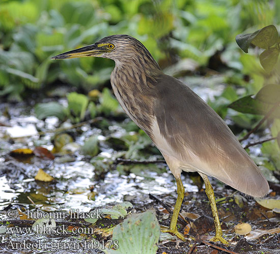 Garcilla Hindú Rishäger Ardeola grayii Indian Pond Heron