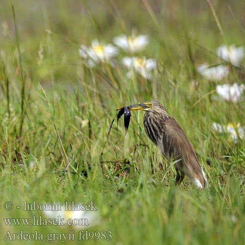 Indische Ralreiger Sgarza indiana Paddyreiher Paddy-Reiher