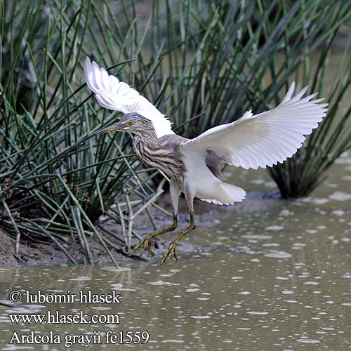 Mangrovehegre אנפית ארז Ardeola grayii Indian Pond Heron