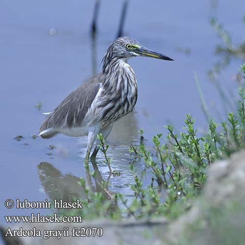 Indian Pond Heron Rishejre Riisihaikara Crabier