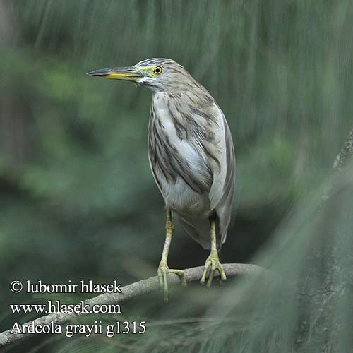 Rishejre Riisihaikara Crabier Gray Indische Ralreiger