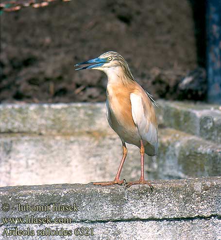 Ardeola ralloides Squacco Heron Rallenreiher Crabier chevelu