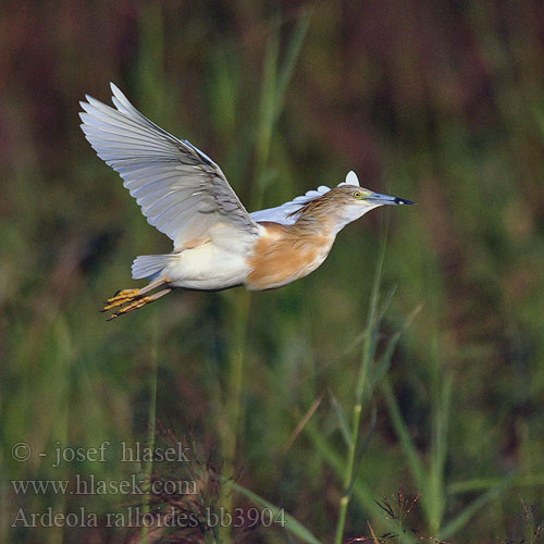 Squacco Heron Rallenreiher Crabier chevelu Garcilla Cangrejera