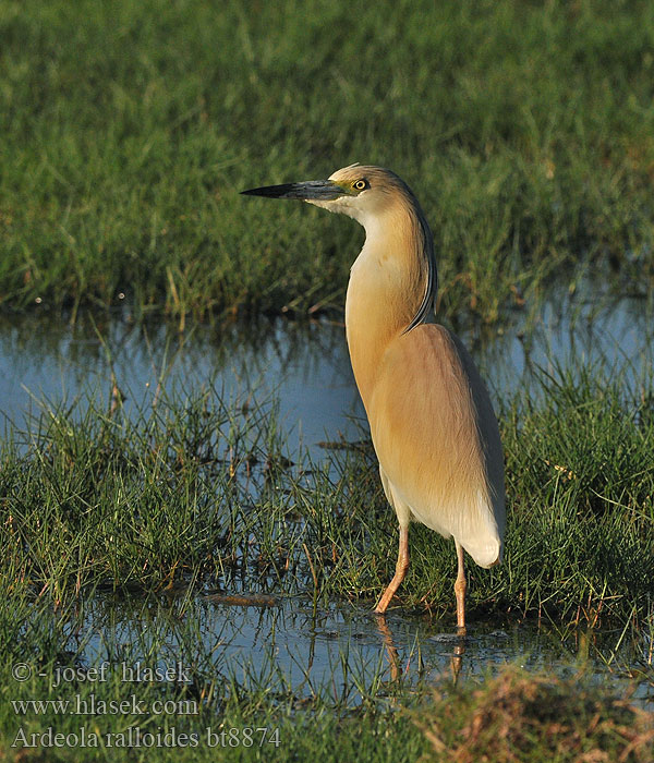 Ardeola ralloides bt8874