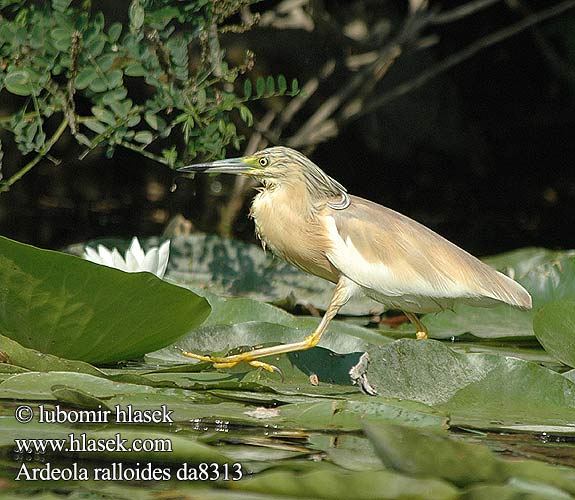 Ardeola ralloides da8313