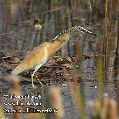 Ardeola ralloides ee0207