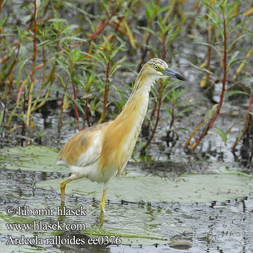 Çapka verdhë Ardeola ralloides Squacco Heron Rallenreiher