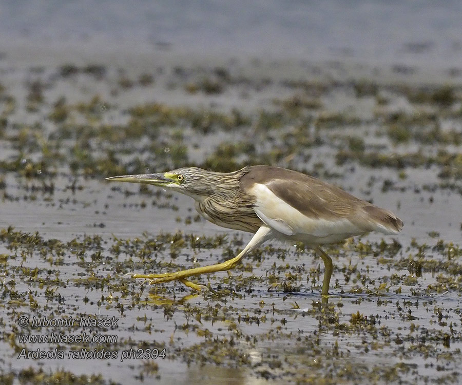 Ardeola ralloides