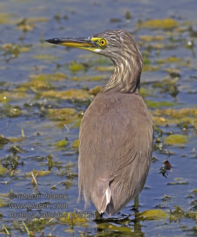 Ardeola ralloides