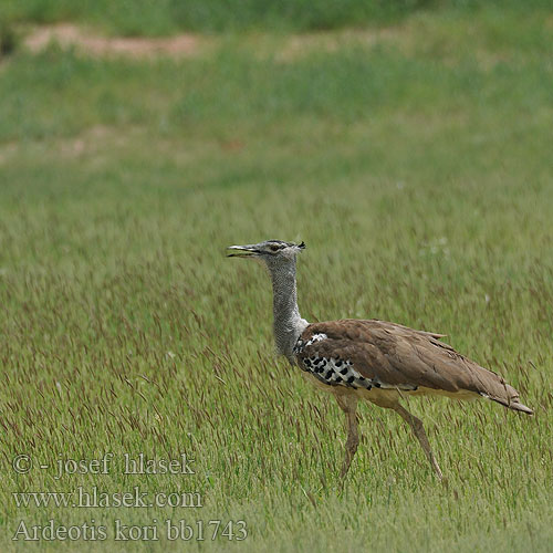 Ardeotis kori Choriotis Kori Bustard Drop kori Riesentrappe