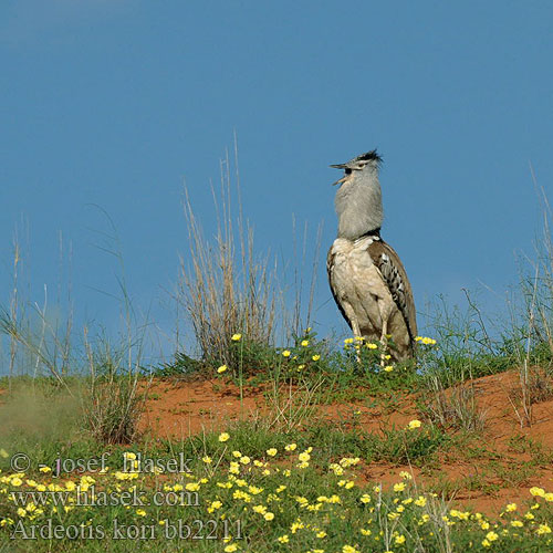 Choriotis kori Bustard Drop kori Riesentrappe Avutarda Kori