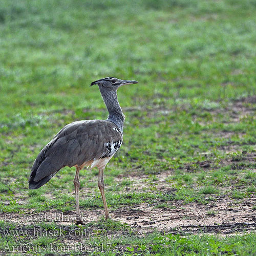 Kori Bustard Drop kori Riesentrappe Avutarda Kori Kuningastrappi