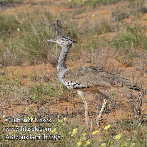 Ardeotis kori Choriotis Kori Bustard Drop kori Riesentrappe