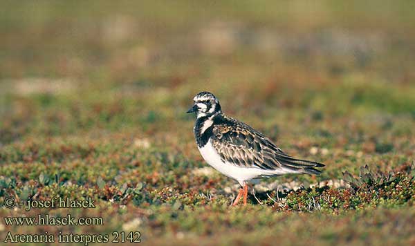 Arenaria interpres Turnstone Steinwälzer