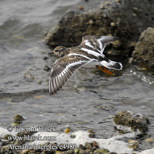 टिटिहरी Arenaria interpres Turnstone