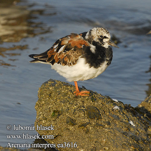 Turnstone Steinwälzer Tournepierre collier