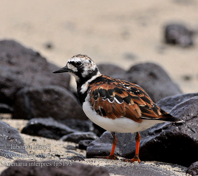 Arenaria interpres Turnstone Steinwälzer Tournepierre collier